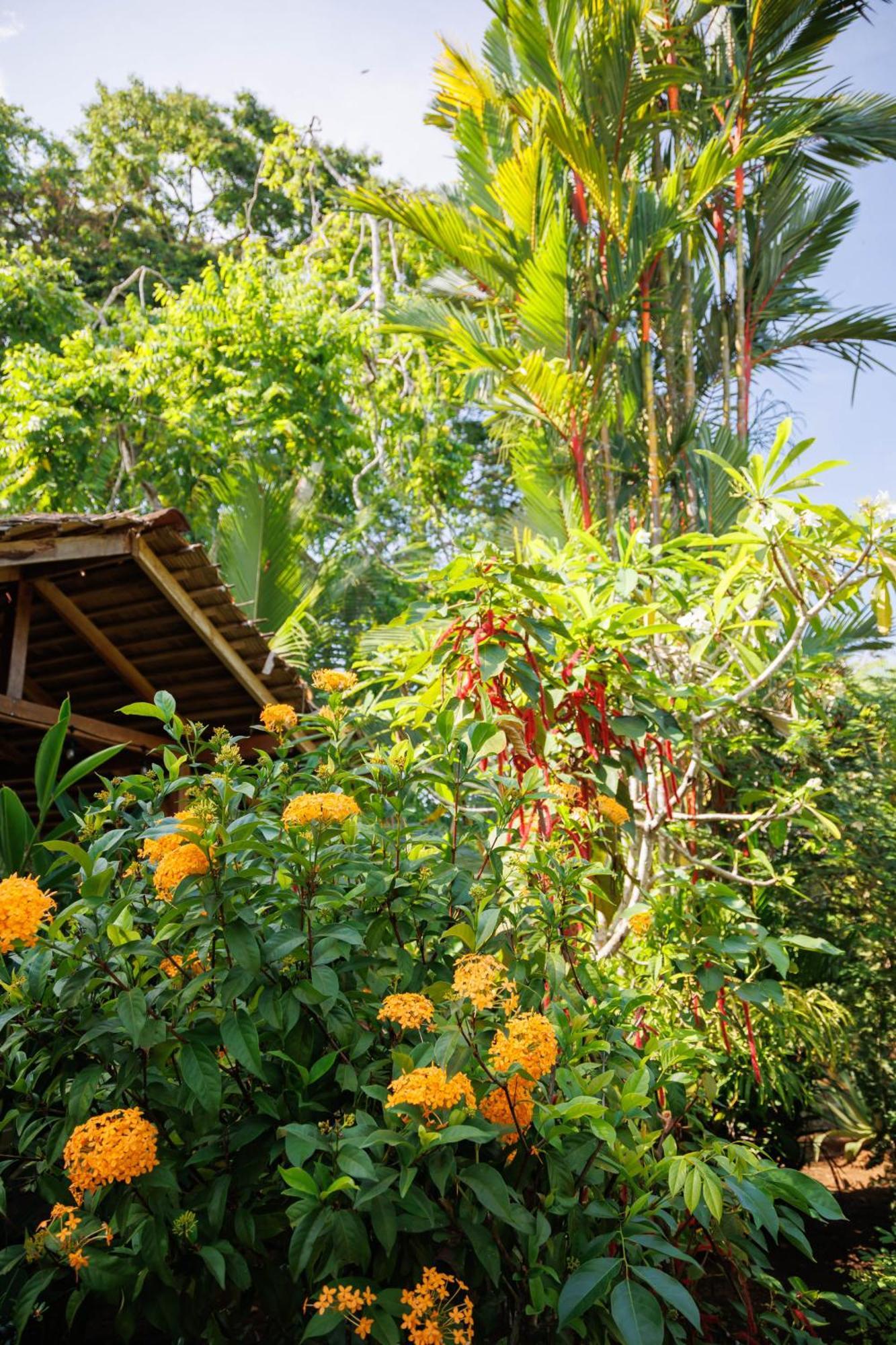 Bungalows Ache Cahuita Εξωτερικό φωτογραφία